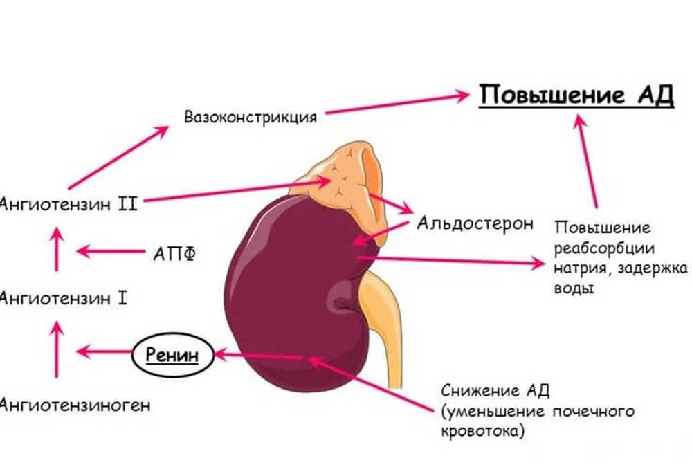 Альдостерон И Лишний Вес