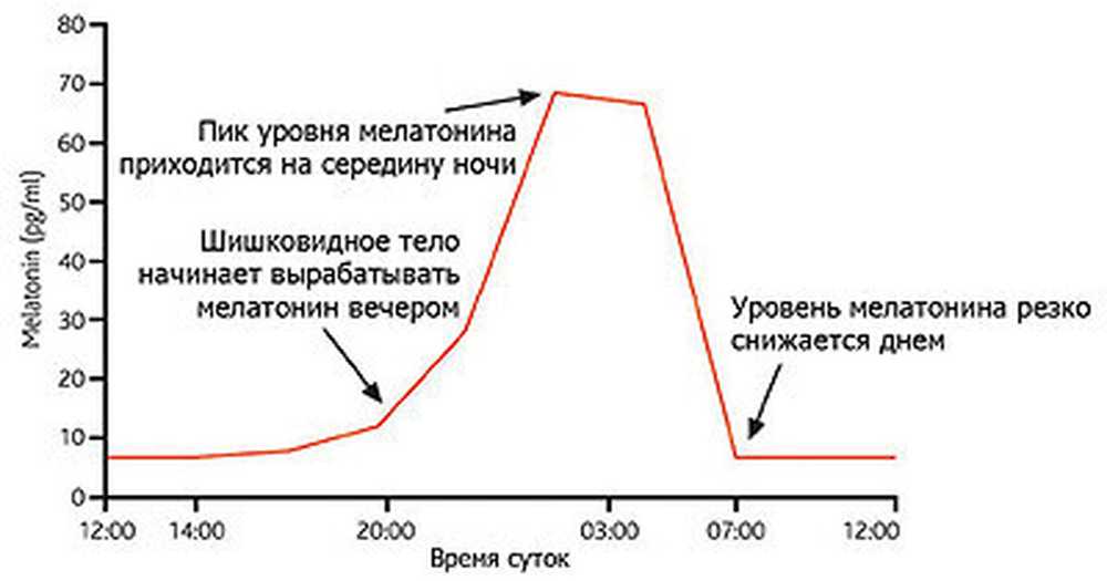 Биоритмы Человека И Снижение Веса