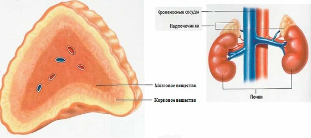 Надпочечники И Лишний Вес