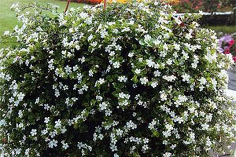 Бакопа. Бакопа ампельная семена. Бакопа каролинская. Бакопа ампельная семена. Бакопа зимовка.