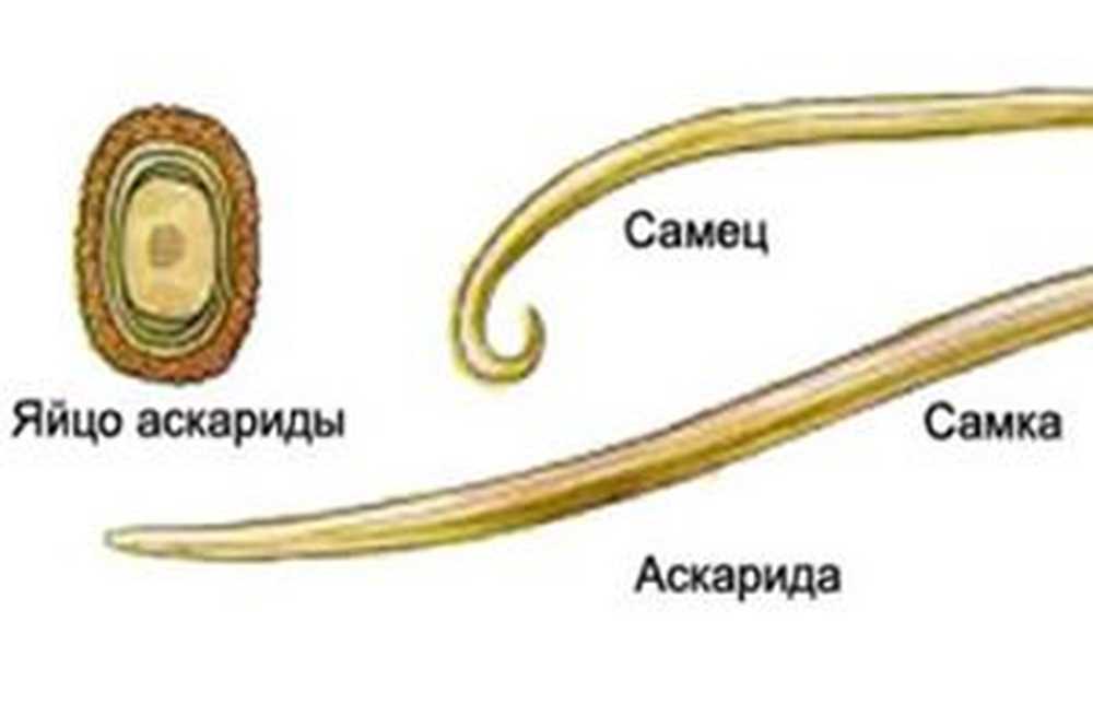 В каких органах личинки аскариды