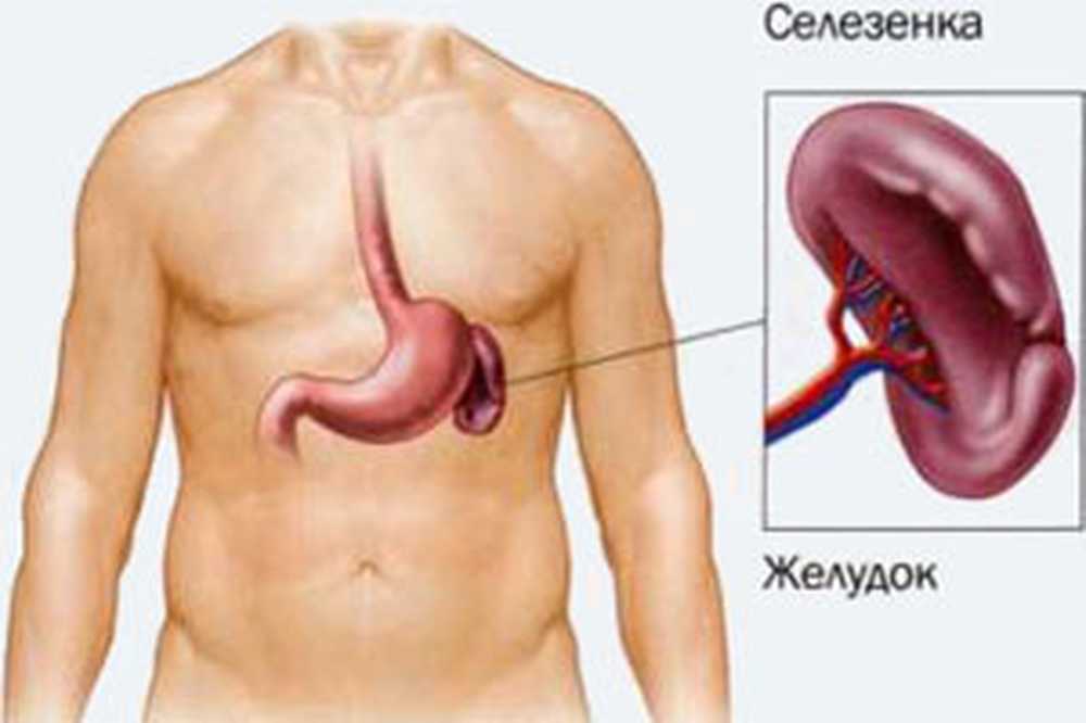 Селезенка на теле