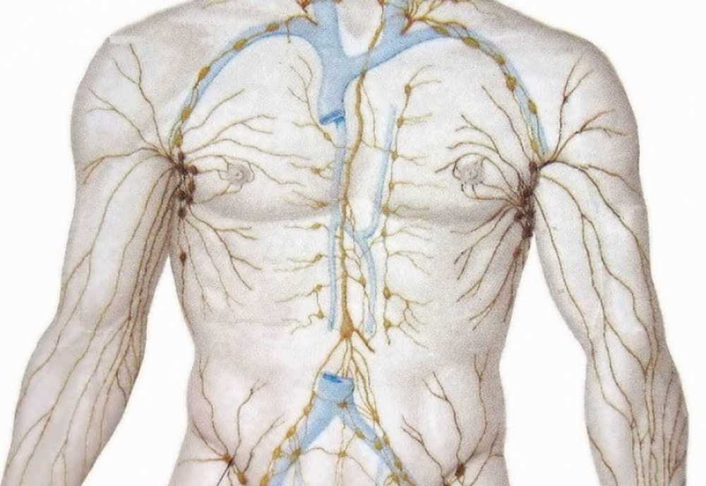 Лимфоотток в организме. Лимфатическая система грудной клетки лимфоузлы. Лимфатическая система и вены. Лимфатическая система грудной клетки у мужчин.
