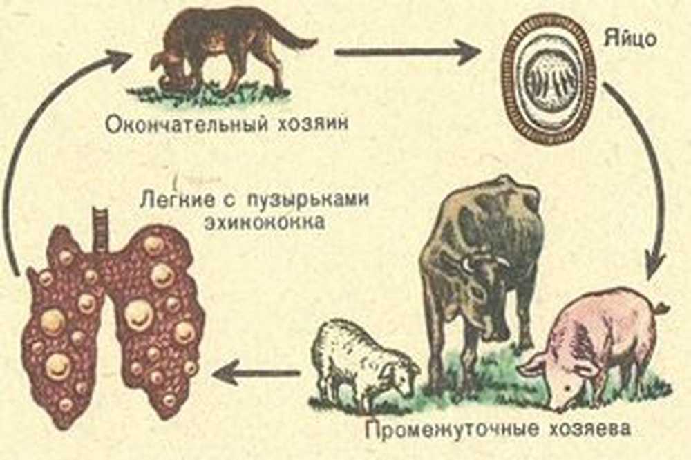 Эхинококки симптомы у людей лечение