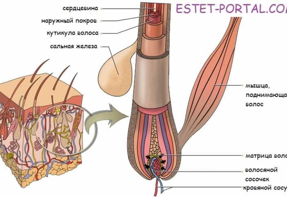 Корень волоса клетки