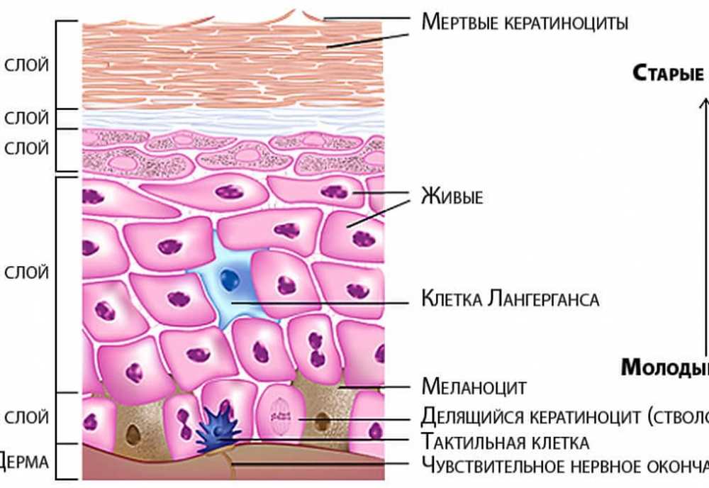 Эпидермис строение слоя. Роговой слой эпидермиса кожи. Липидный барьер кожи ph. Строение рогового слоя эпидермиса. Образование рогового слоя.