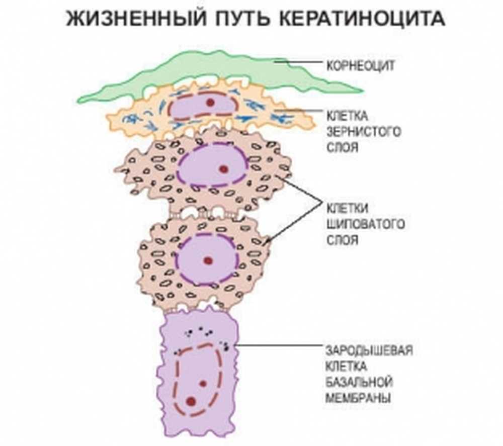 Синтезируются клетками кожного эпидермиса