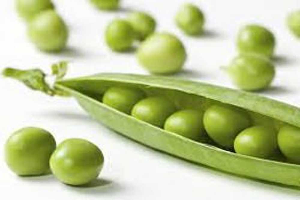 полезные свойства гороха. зеленый горошек avedov. кислый горох. можно ли консервированный горошек при гастрите. горох консервированный беременной.