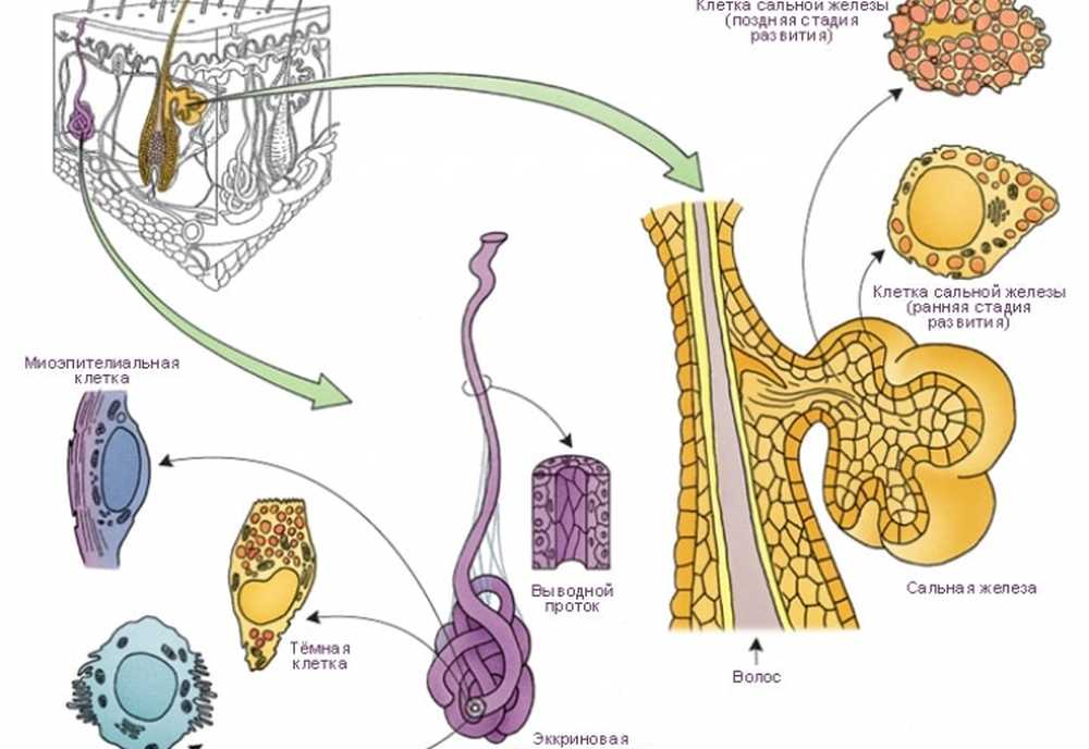 Какие функции потовых и сальных желез