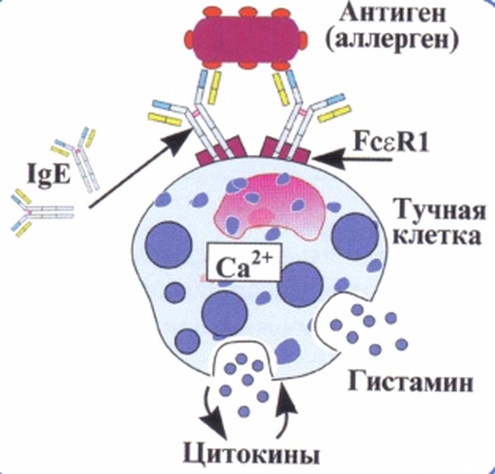 Стабилизация мембран тучных клеток. Гистамин иммунология. Механизм дегрануляции тучных клеток при аллергии. Базофилы и тучные клетки. Активация тучной клетки схема.