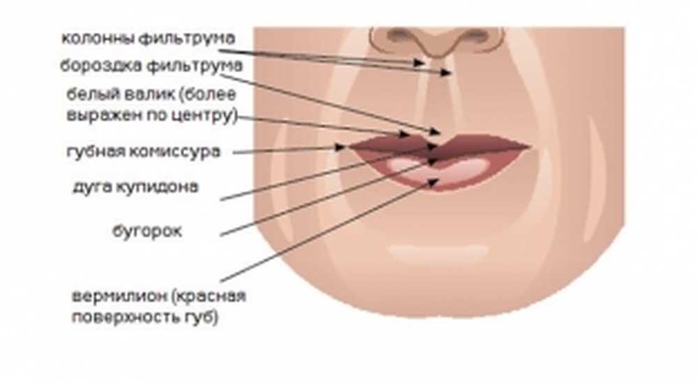 Части губ рта