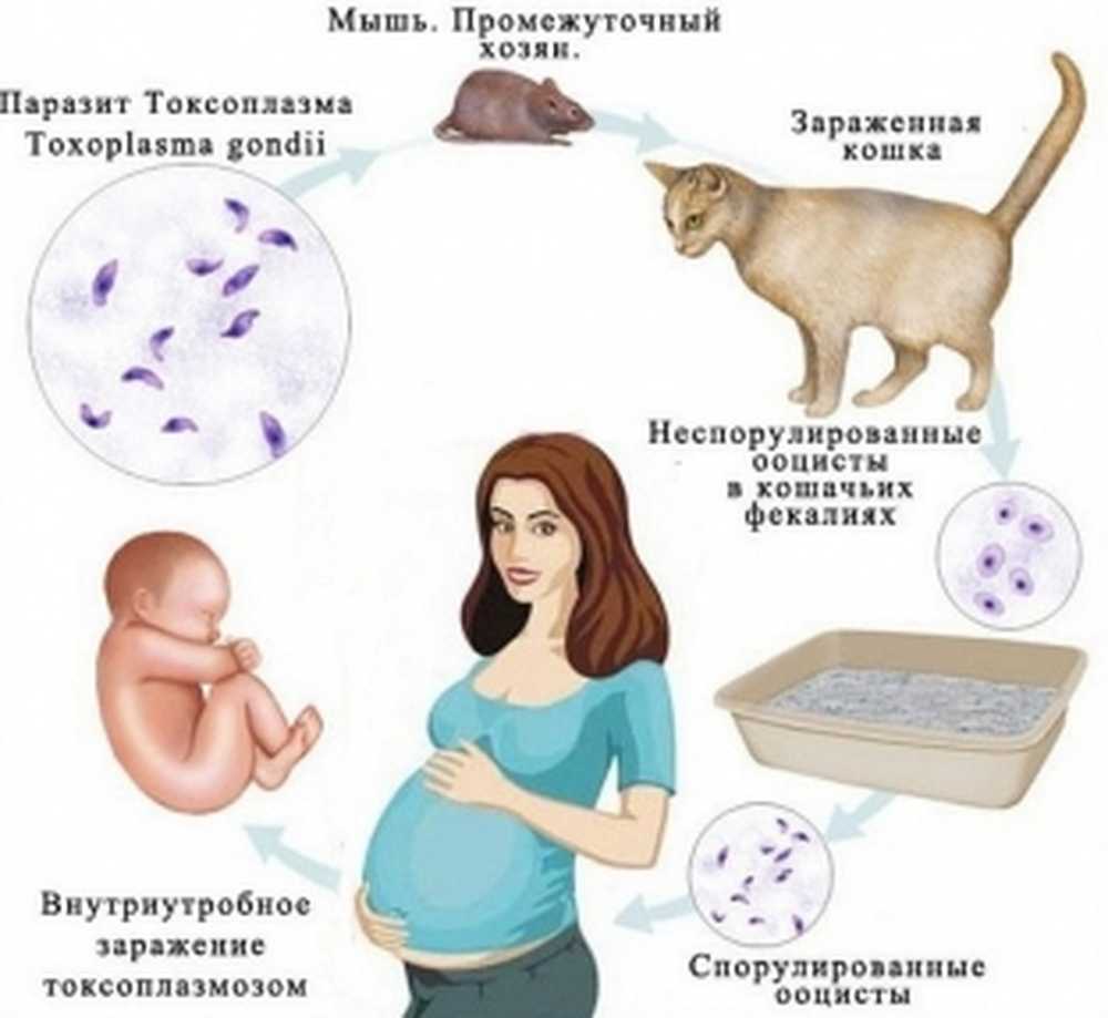 Симптомы заражения токсоплазмозом. Кошачий паразит токсоплазмоз. Токсоплазмоз механизм заражения. Токсоплазмоз источник инфекции. Симптомы заражения токсоплазмозом. Кошачий паразит токсоплазмоз. Токсоплазмоз механизм заражения. Токсоплазмоз источник инфекции.