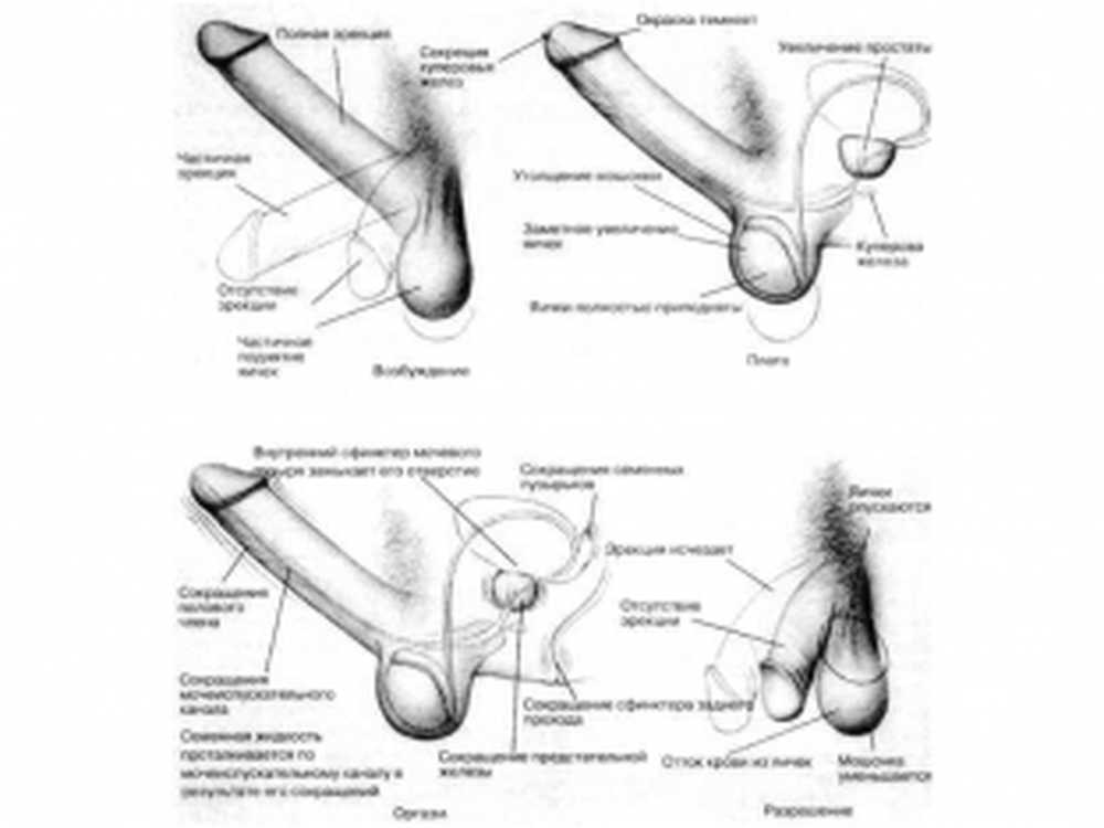 Рассказы Первое Знакомство С Половым Членом