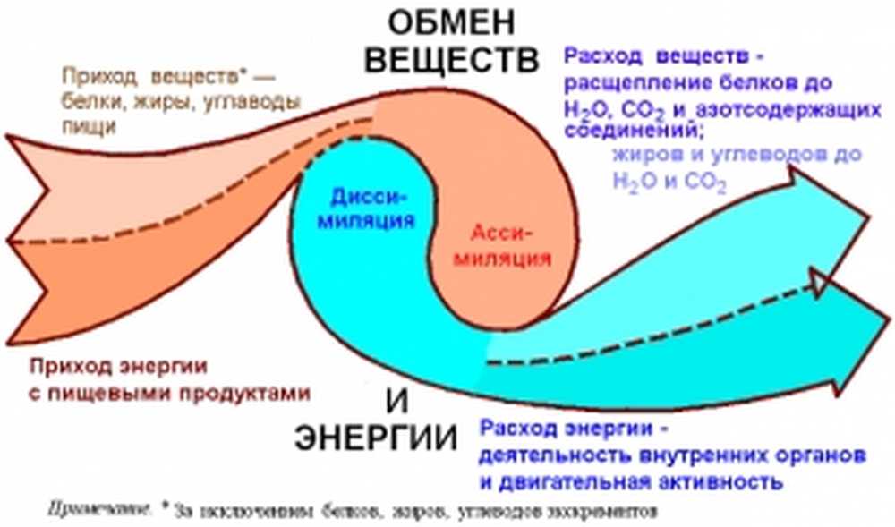 В каких органах происходит обмен веществ. Схема обмена веществ в организме метаболизм. Обмен веществ и энергии обменные процессы в организме. Общее представление об обмене веществ и энергии. Общая схема обмена веществ и энергии в организме человека.