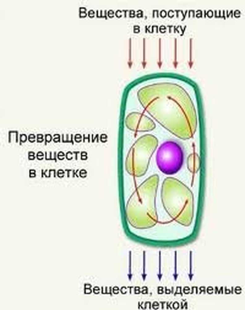 Движение внутри клетки. Метаболизм клетки схема.