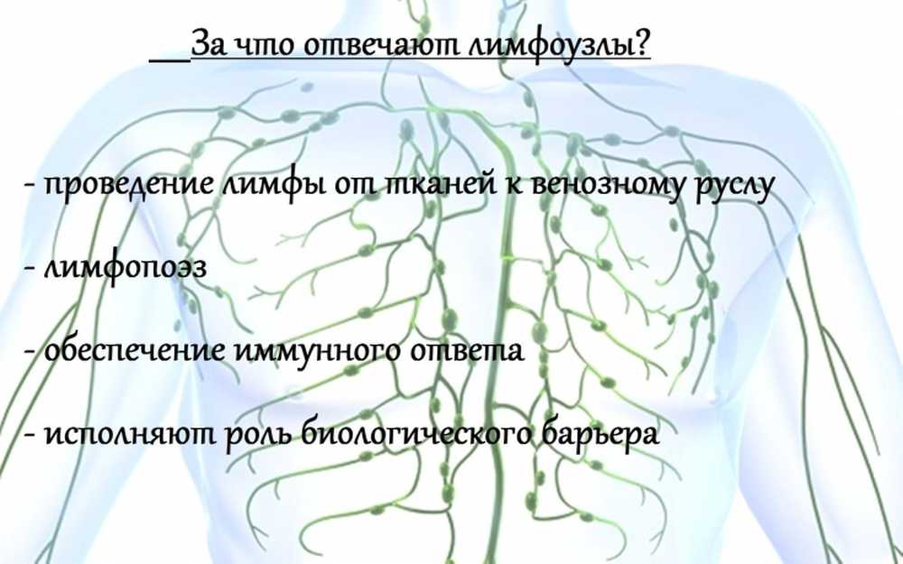 Лимфоузлы схема расположения у мужчин