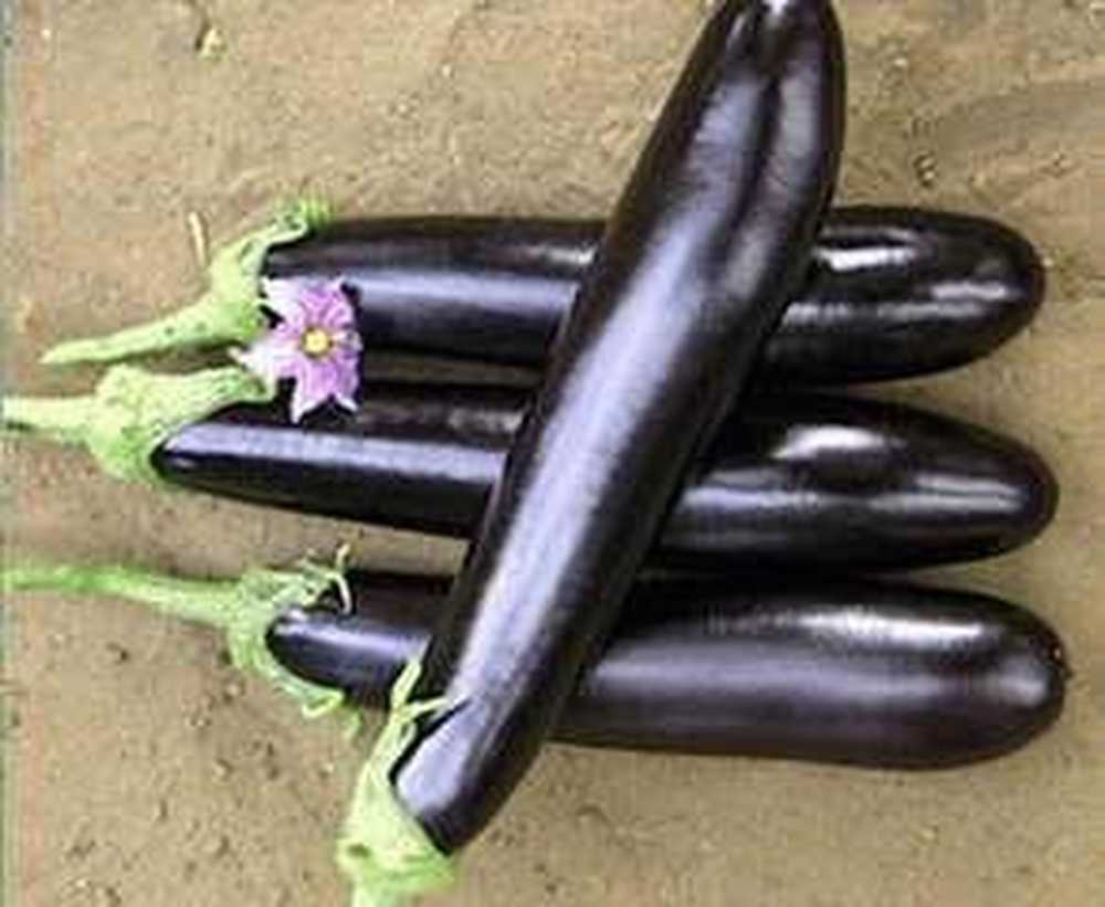Баклажан Фиолетовый Длинный Фото