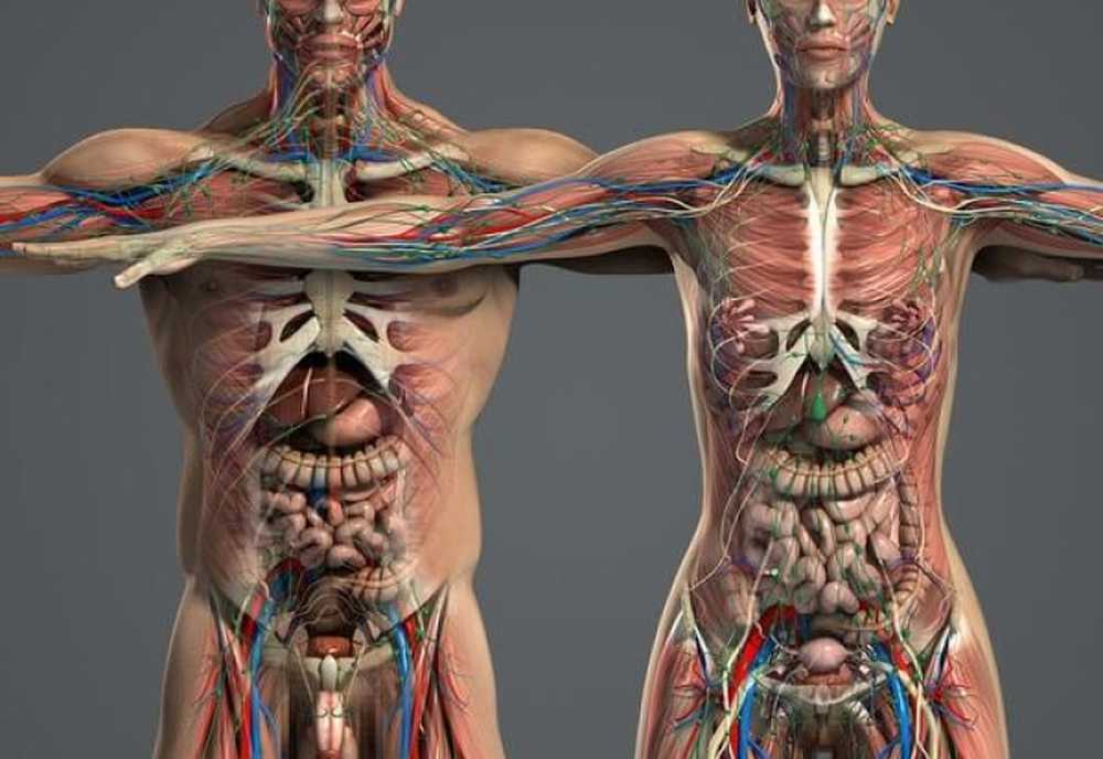 Фото анатомии человека женщин внутренних органов. Тело человека анатомия. Анатомия женского тела. Внутренние органы человека.