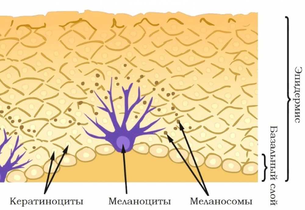 Пигмент меланин в каком слое. Меланоциты располагаются в слое кожи. Клетки меланоциты эпидермиса кожи. Строение эпидермиса меланоциты.