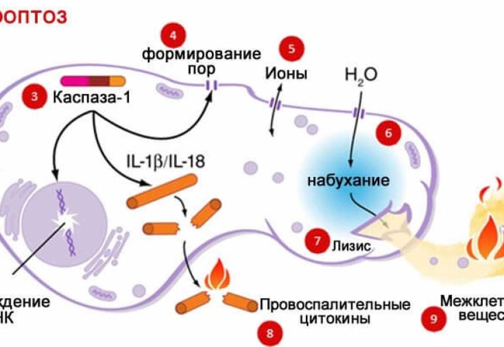 Пироптоз. Механизм пироптоза. Пироптоз механизм. Инфламмасома пироптоз. Pyroptosis.