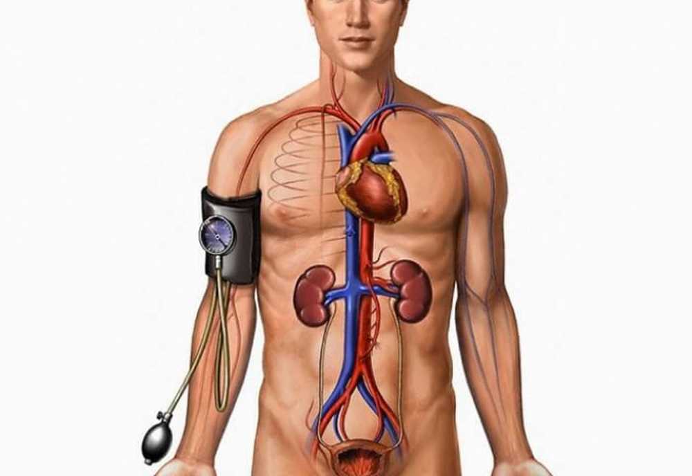 Механизм повышения артериального давления при заболеваниях почек. Механизм повышения ад при болезни почек. Артериальная гипертензия при патологии почек. Почечная гипертония показатели. Нефрогенная артериальная гипертензия механизм развития.