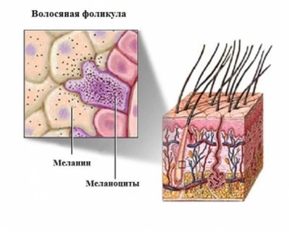 В каком слое кожи синтезируется пигмент