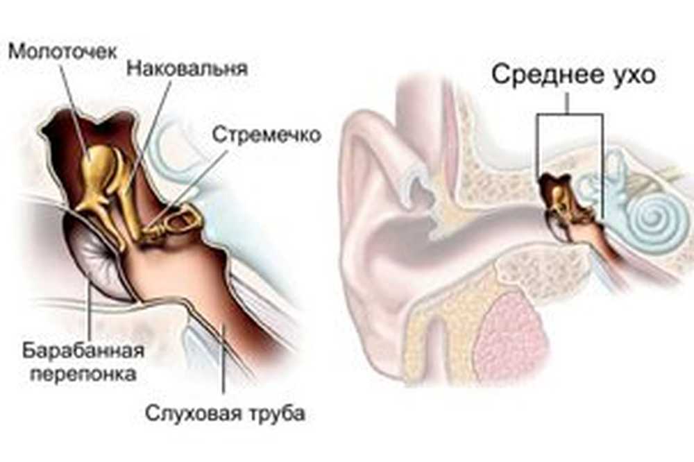 Молоточек наковальня стремечко функции. Среднее ухо. Молоточек наковальня стремечко. Структура среднего уха. Строение среднего уха.