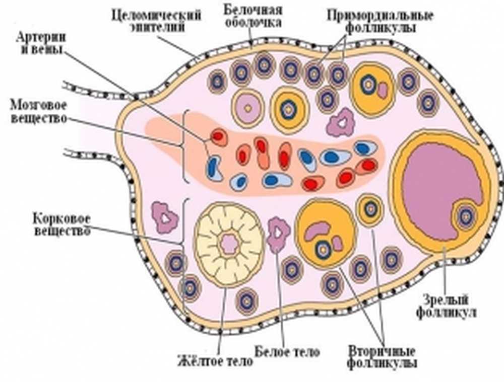 Процесс яичника