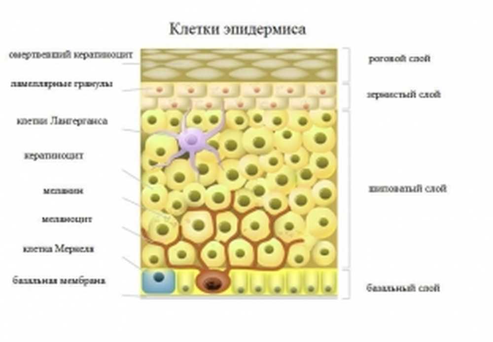 Деление клеток эпидермиса