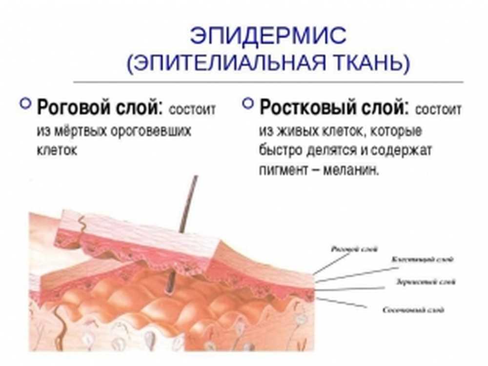 Деление клеток эпидермиса