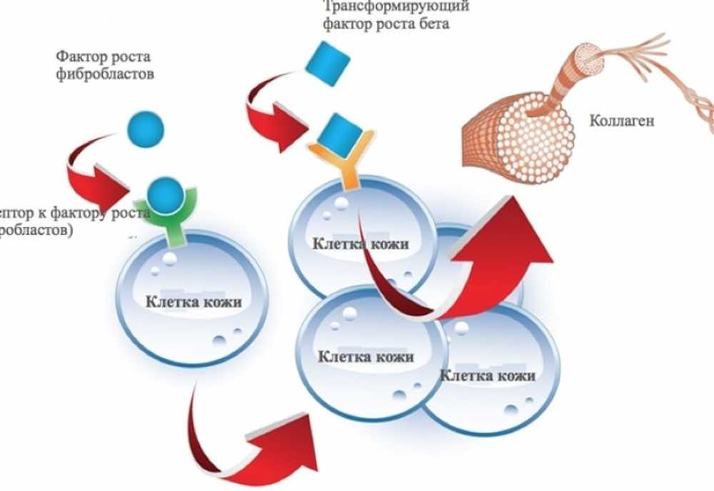 Фактор роста результаты. Факторы роста. Трансформирующий фактор роста. Факторы роста клеток. Пептиды факторы роста.