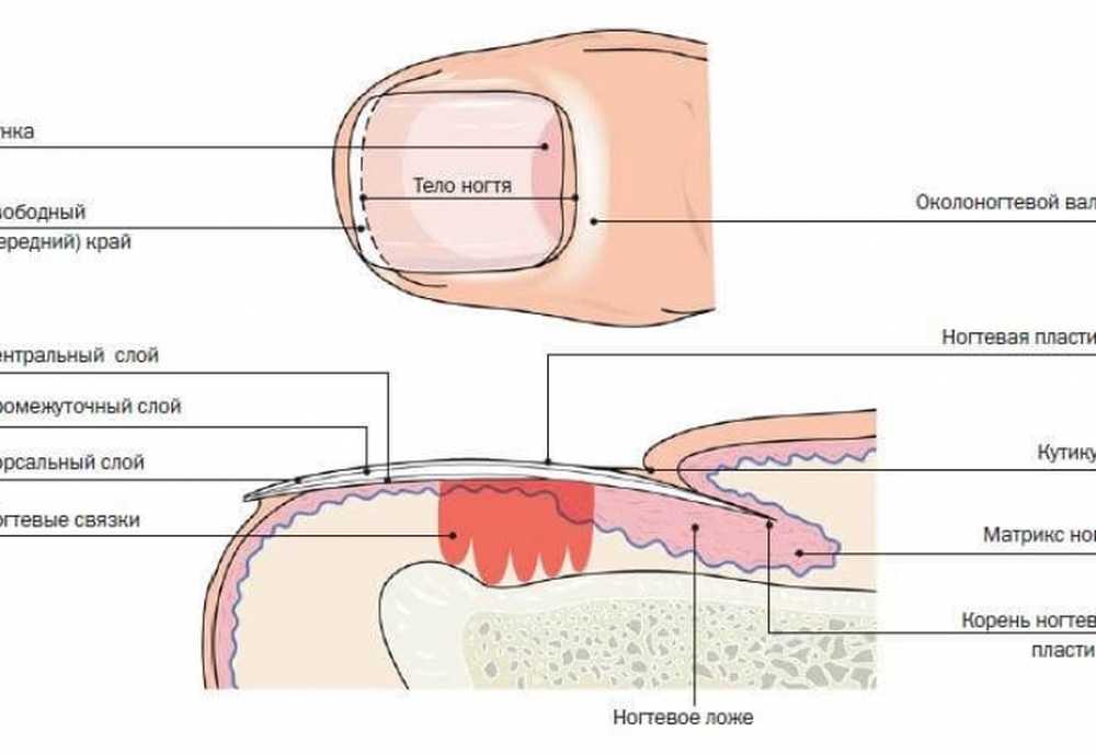 Корни ногтей находятся. Схематическое строение ногтевой пластины. Строение ногтевой пластины слои. Срез кутикулы аппаратом схема. Строение ногтевой пластины схема слои.
