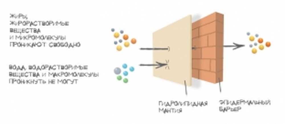 гидролипидный барьер кожи обусловлен. гидролипидная мантия и эпидермальный барьер. гидролипидная мантия кожи. строение кожи гидролипидная мантия. эпидермальный липидный барьер.