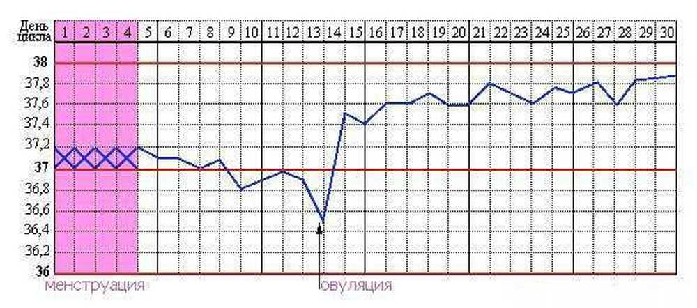 Во сколько лет овуляция. Базальная температура овуляторный цикл. Температурный график менструального цикла. Температурный график менструационного цикла. Базальная температура овуляция.