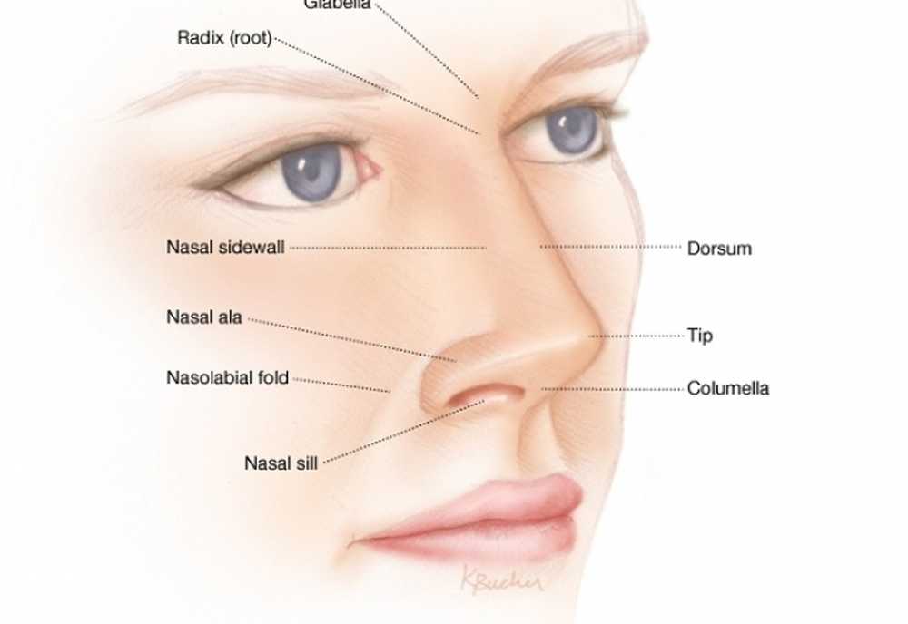 Почему нос назвали носом. Спинка носа. Спинка носа и переносица. Спинка носа анатомия.