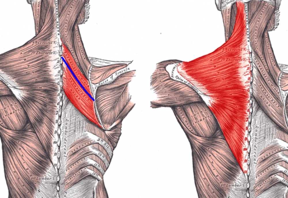 Верхняя трапециевидная. Большая и малая ромбовидные мышцы спины. Малая ромбовидная мышца спины. Ромбовидные мышцы спины анатомия. Трапециевидная мышца спины анатомия.