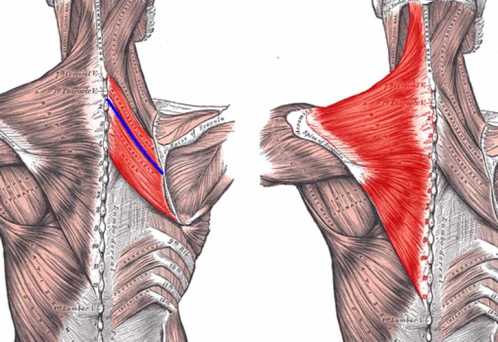Разрыв лопатки. Малая ромбовидная мышца спины. Ромбовидная мышца анатомия. Малая ромбовидная мышца анатомия. Ромбовидные мышцы спины анатомия.