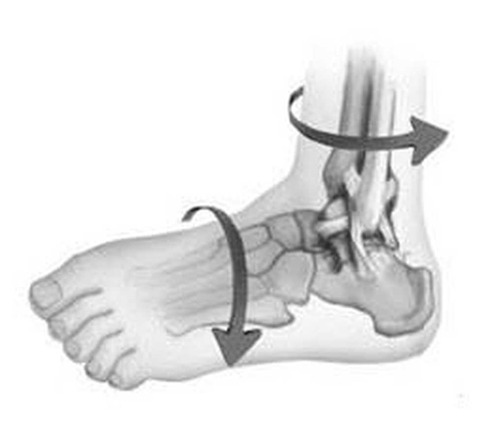Характеристика сустава голеностопного сустава. Сгибание и разгибание в голеностопном суставе. Ограничение в движении голеностопного сустава. Разминка голеностопа. Ограничение в движении голеностопного сустава.