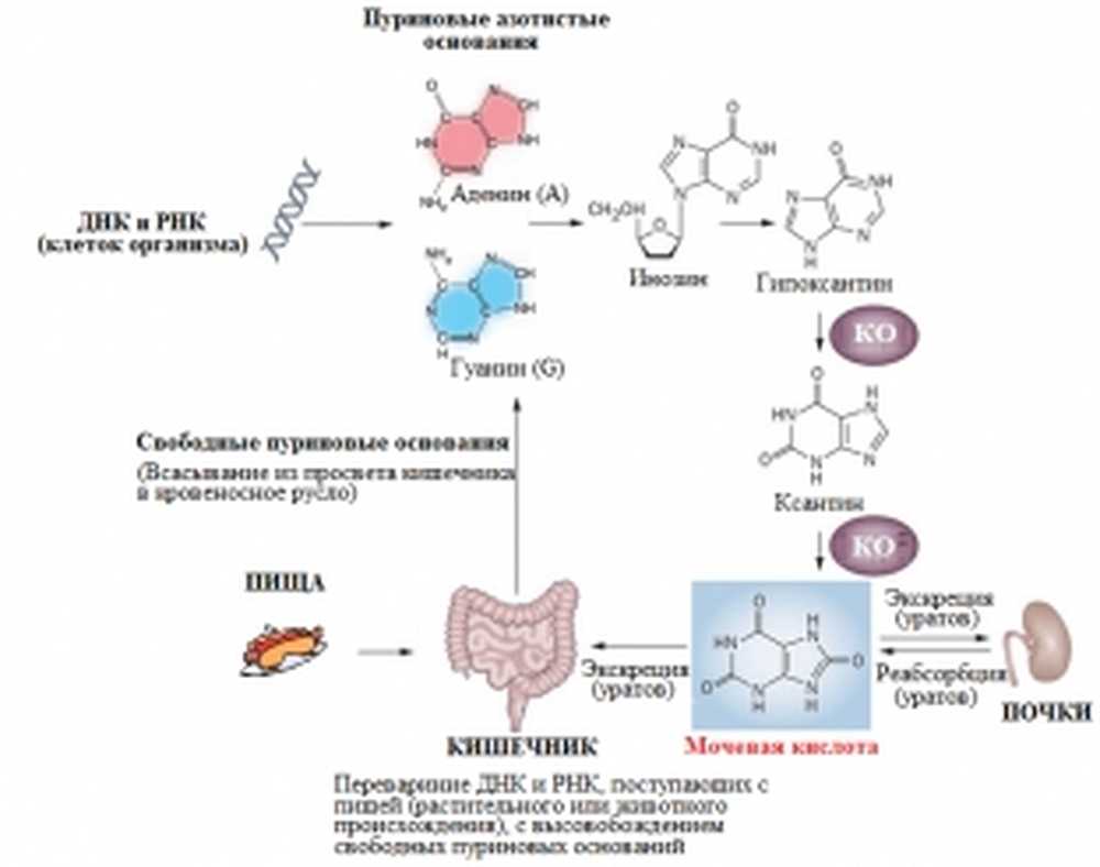 Основной конечный продукт азотистого обмена. Схема образования мочевой кислоты. Механизм образования мочевой кислоты в организме человека. Схема синтеза мочевой кислоты в организме биохимия. Схема пуринового метаболизма.