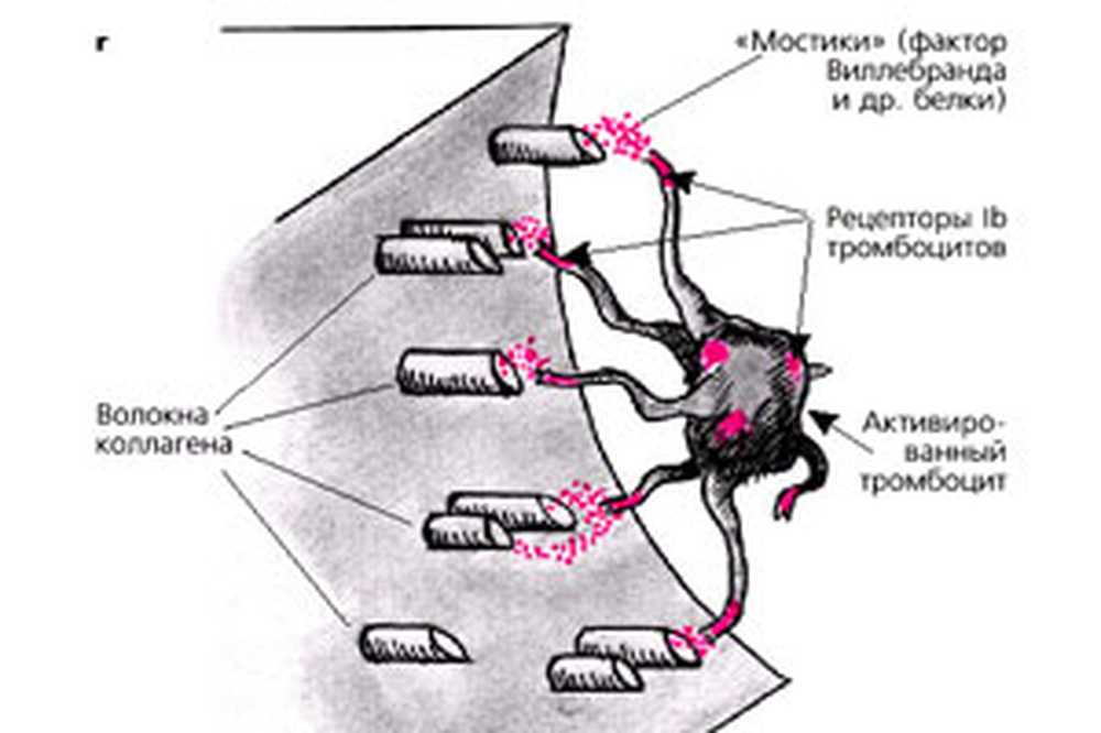 Механизм адгезии тромбоцитов. Мостики фактор Виллебранда. Антитела блокировка факторов адгезии. Кровяные пластинки этапы образования. Став тромбы