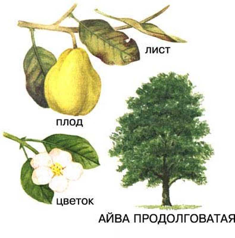 Плоды Деревьев Фото И Названия Для Детей