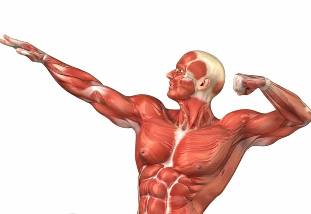 Мышцы картинка. Анатомия мышцы человека культуриста. Мышечная система человека. Миология- мышцы тела..pdf. Молекулярный человек мышцы.