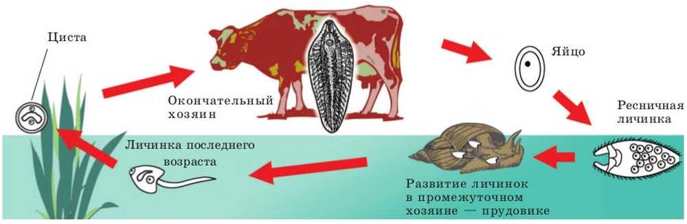 Личинка в промежуточном хозяине. Стадии цикла развития печеночного сосальщика. Цикл размножения печеночного сосальщика. Цикл развития печеночного сосальщика схема. Стадии развития печеночношл сос.