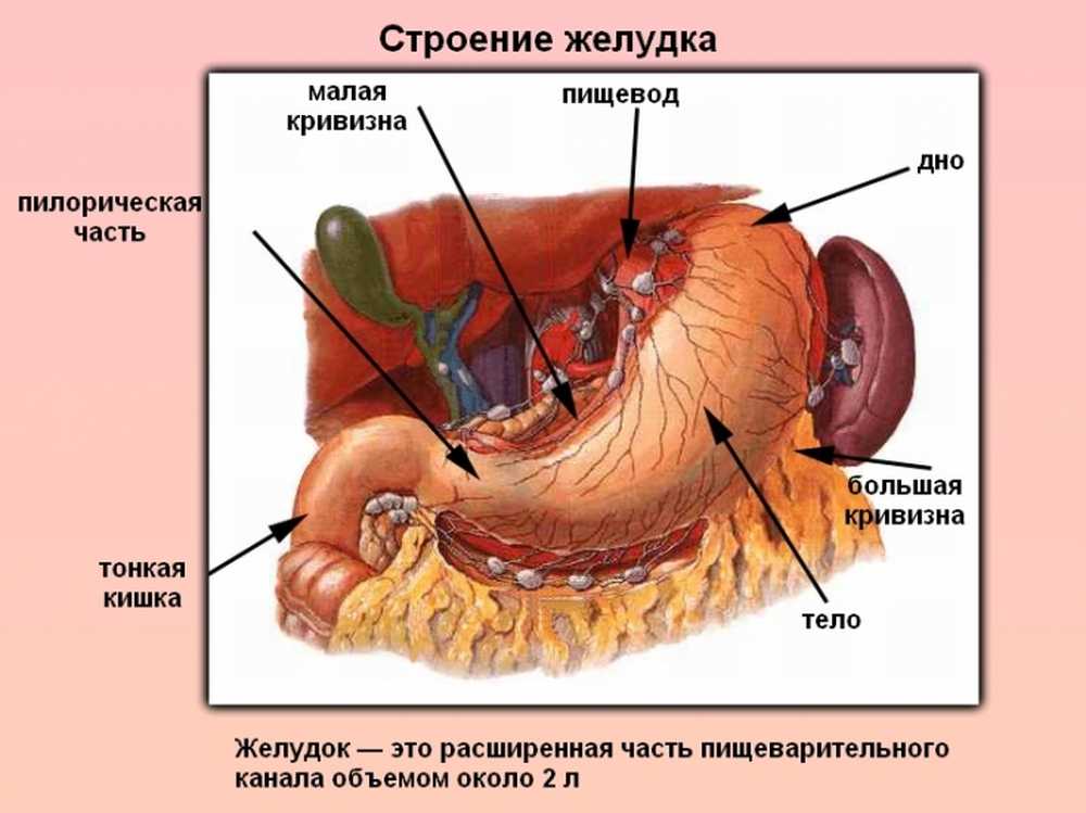 Строение желудка кратко