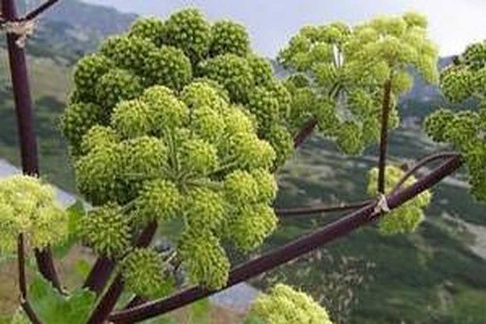 Дудник лесной на белом фоне. Дудник рутубе. Растение дягиль дудник. Дудник многочленистый. Дягиль сибирский.