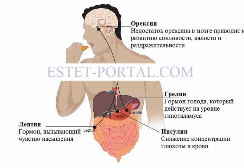 гормон отвечающий за голод. гормоны влияющие на аппетит. гормон отвечающий за голод. гормон отвечающий за голод. гормоны влияющие на аппетит.