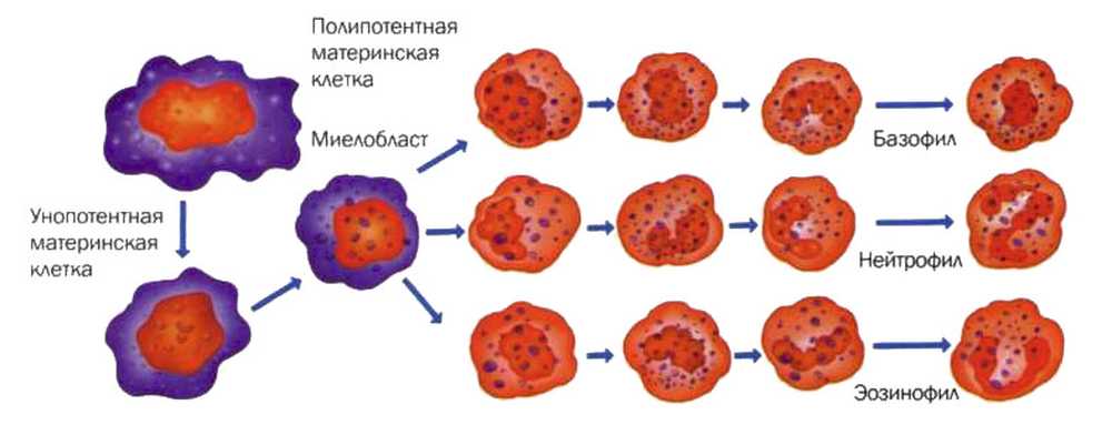Гранулоциты что показывают. Миелобласт строение. Нейтрофилы миелоциты. Гранулоциты фагоцитоз.