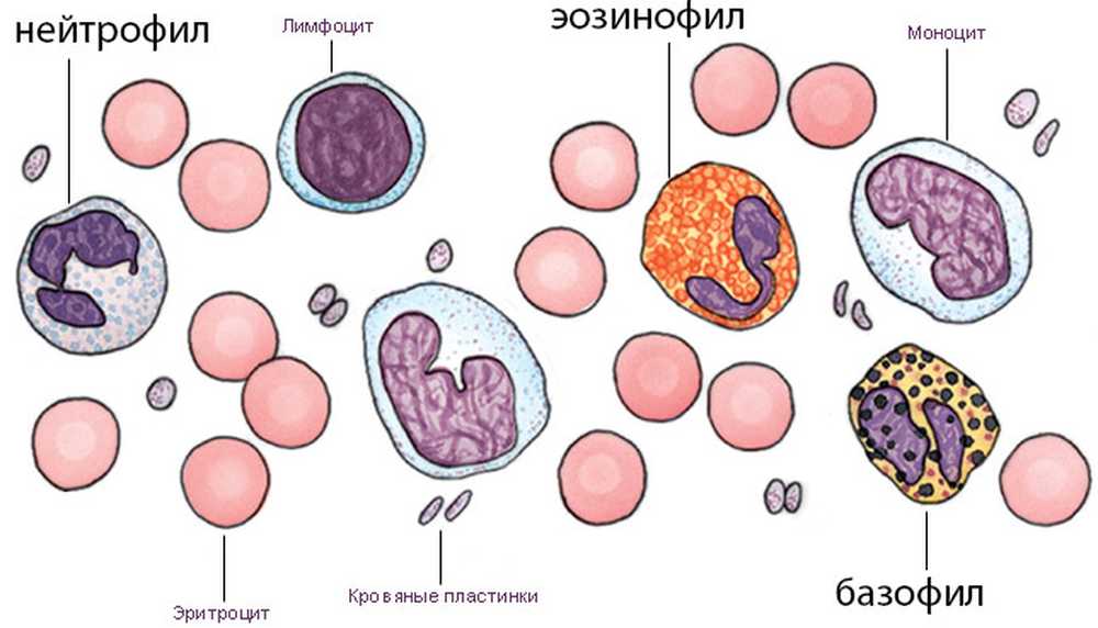 Лейкоциты моноциты эозинофилы