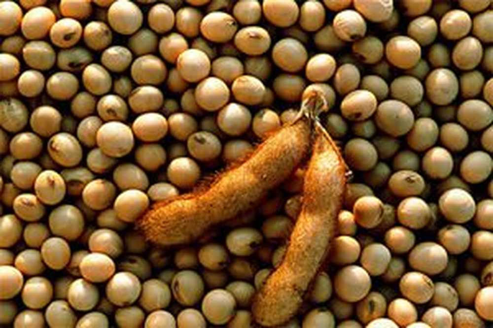 соя аннушка