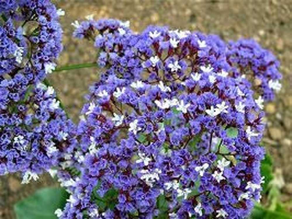 Купить Семена Лимониума Многолетнего